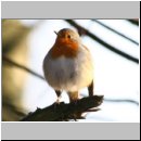 Erithacus rubecula - Rotkehlchen 10.jpg